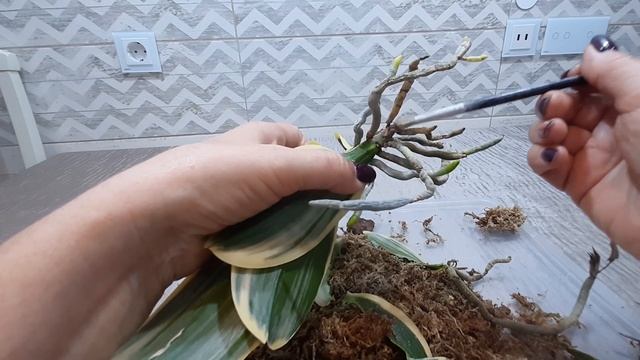 Использую новую кору при пересадке азиатской орхидеи Sogo Vivien после цветения.