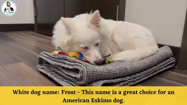 Top 11 White Dog Breeds and *Surprising* White Dog Names - Can You Guess Them? смотреть онлайн