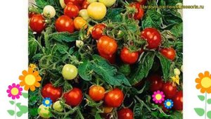 Томат обыкновенный Тайни Тим. Краткий обзор, описание характеристик, где купить саженцы Taini Tim