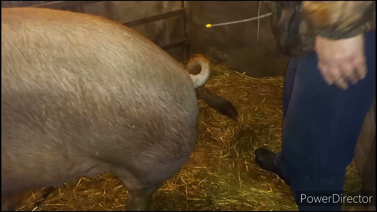 Осеменяем свиноматку. смотреть онлайн