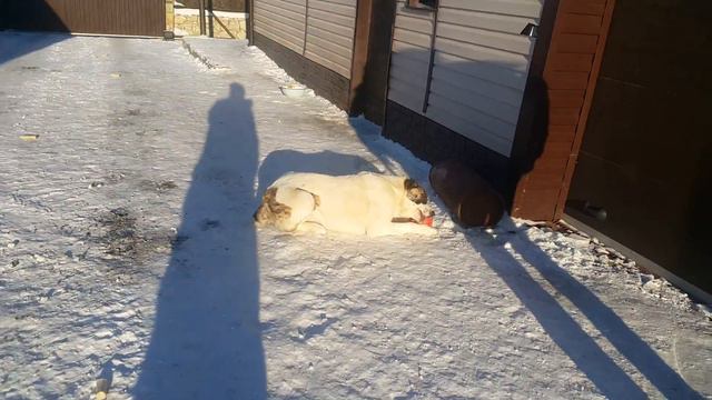 ВЗЯЛ КУСОК МЯСА У АЛАБАЯ ИЗ ПАСТИ...БЕЗ ПРОБЛЕМ!!!!))))) смотреть онлайн