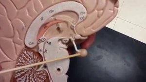 Как устроен мозг человека?