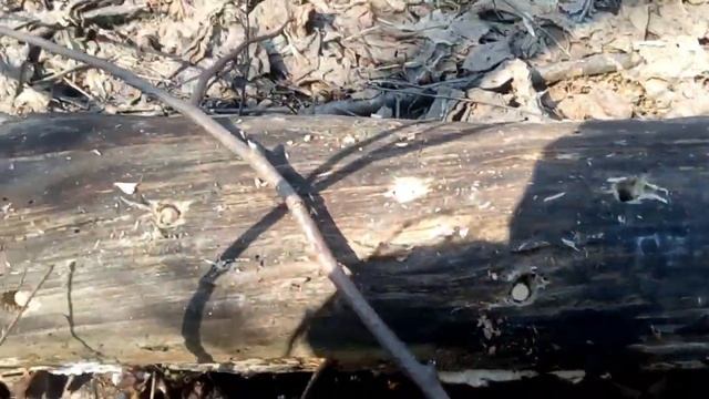 Вешенка в лесу. Сажаем вешенку. смотреть онлайн