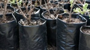 Хранение саженцев в зимний период.