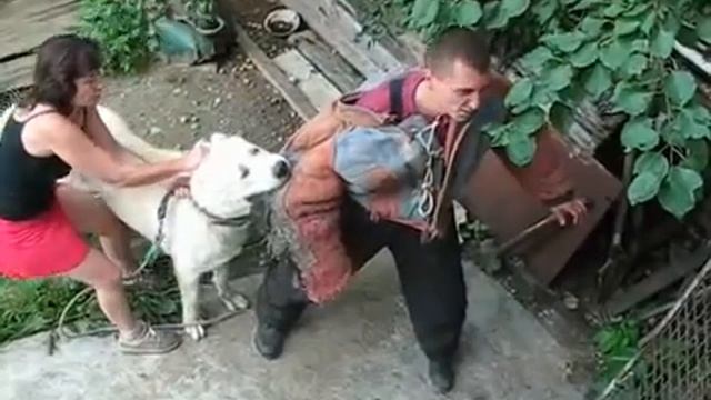 Кавказская овчарка Белый - на территории смотреть онлайн