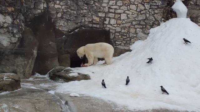 Обед у белой медведицы Айки смотреть онлайн