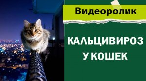 Кальцивироз у кошек