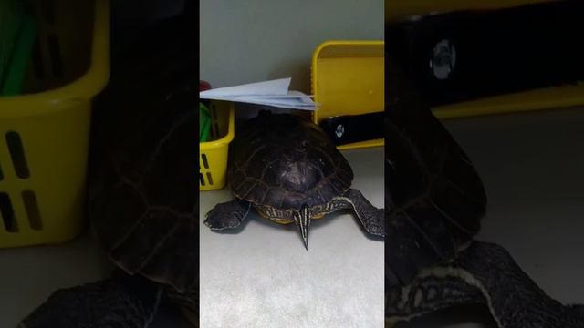 Красноухая черепаха Маруся помошница смотреть онлайн