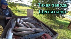 Открылись по форели. "ТИХАЯ ЗАВОДЬ" д. Щеглятьево.
