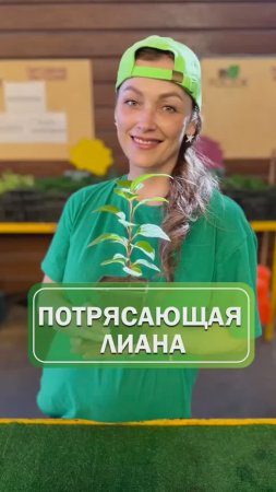 Потрясающая лиана🌿 #питомникрастений #саженцы #огород #сад #лиана