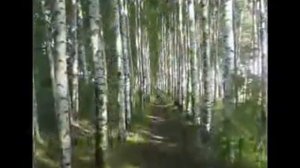 Загир Магомедов Белая берёза