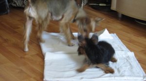 щенок йорка Люси играет с мамой
