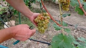 @Виноград Айсберг. Новый виноград. Хороший виноград