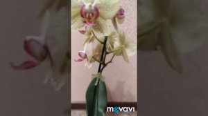 Обзор орхидеи Пульсация. Фаленопсис Пульсация . Цветущая орхидея Pulsation