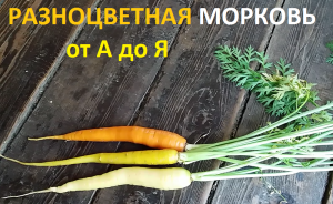 Разноцветная морковь от А до Я