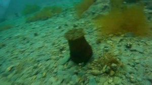 Поездка на север Приморья. Залив Владимира, мыс Балюзек, Мокрушинские пещеры, бухта Дубовая.