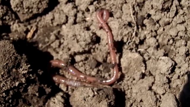 Дождевой червяк роет норку,часть 2).MP4 смотреть онлайн