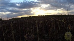 Один день с Урикой на вяхиря