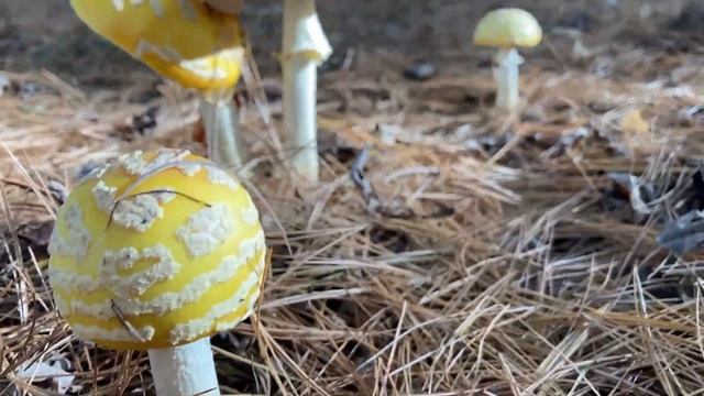 Amanita Muscaria (Fly Agaric), A Closer Look. Tea Experience?