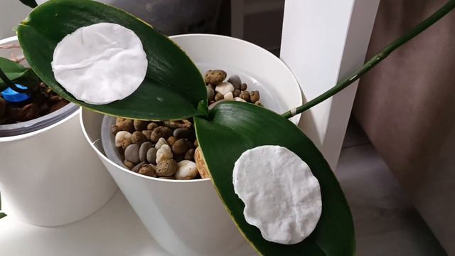 Лечу свои орхидеи ✅ смотреть онлайн