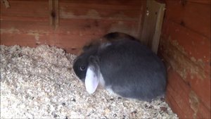 Разведение и содержание кроликов на улице. Декоративные карликовые кролики