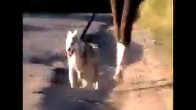 Прогулка с бешеной собакой 😂|Типичная прогулка с хаски|Щенок хаски|Первое видео|Huski|лето|2017