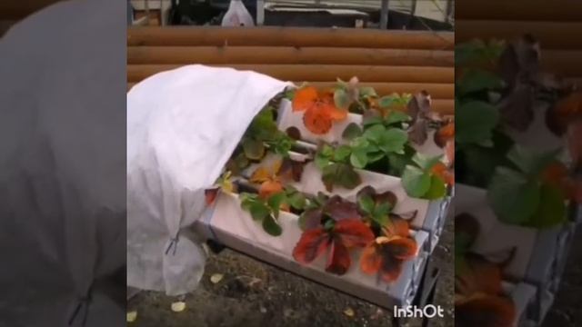 Мамина грядка клубника путешествие в зиму смотреть онлайн