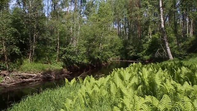 Линдуловская роща и река Рощинка. Лето