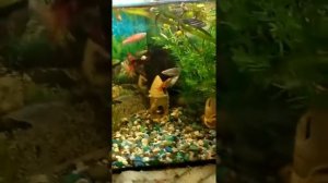 Запуск нано аквариума для улитки из 3 литровой банки.