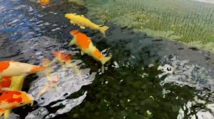 Карпы кои в аквариуме / England Championsip 2019