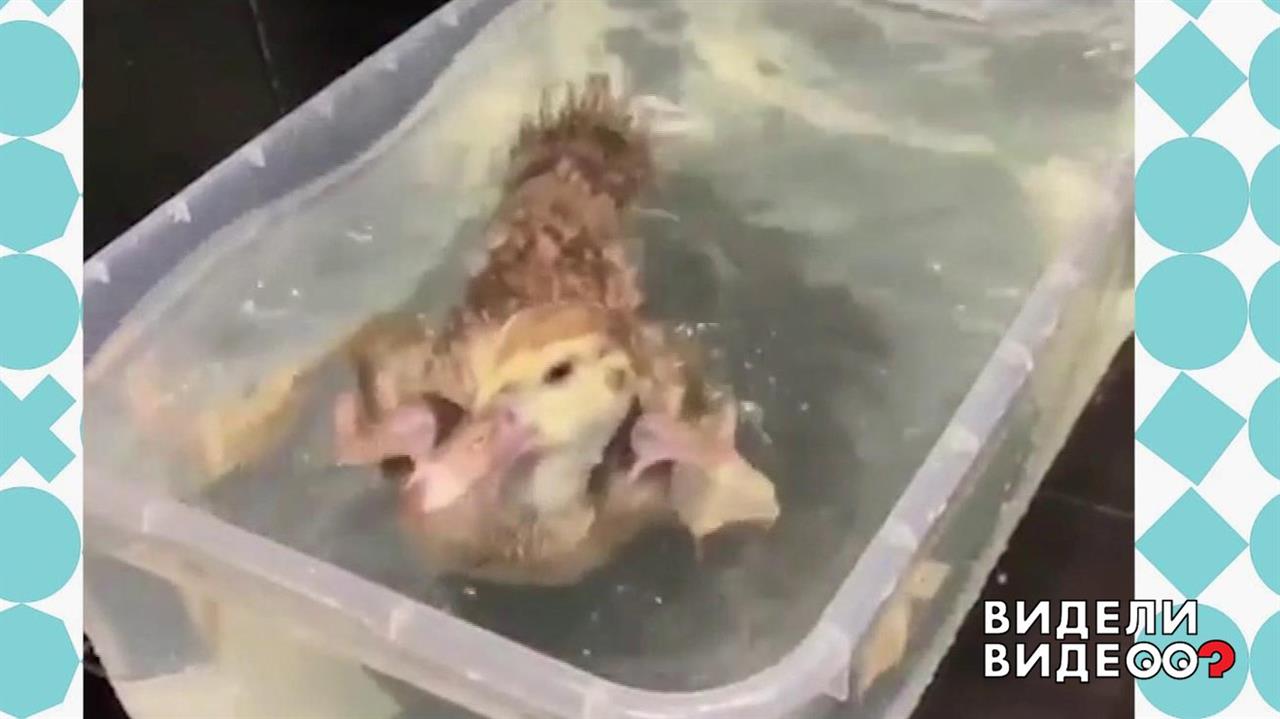 Селезень в московской квартире. Видели видео? Фрагмент выпуска от 20.10.2019