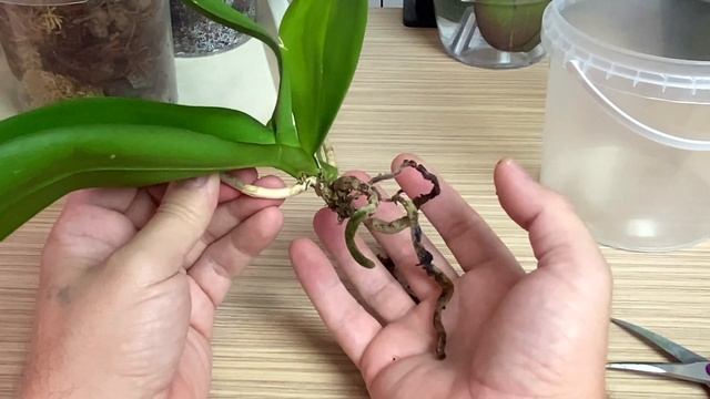 уцененная орхидея ВОЗВРАЩЕНИЕ к ЖИЗНИ и мой способ нарастить корни орхидее смотреть онлайн