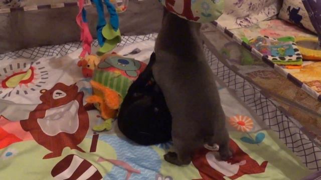 Лиловая чихуахуа/девочка 1.5 месяцев/Кто победит? Lilac chihuahua.
