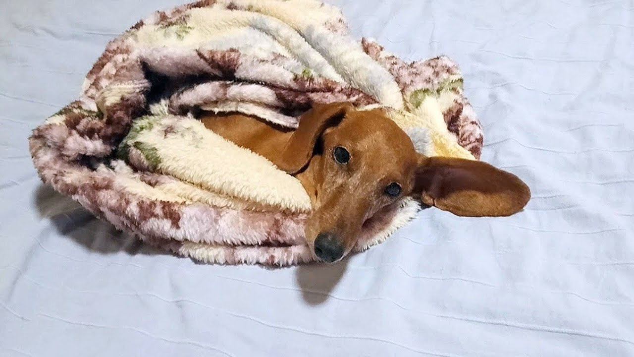 Улиточка Соня :)