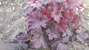 Гейхера сорт Shanghai