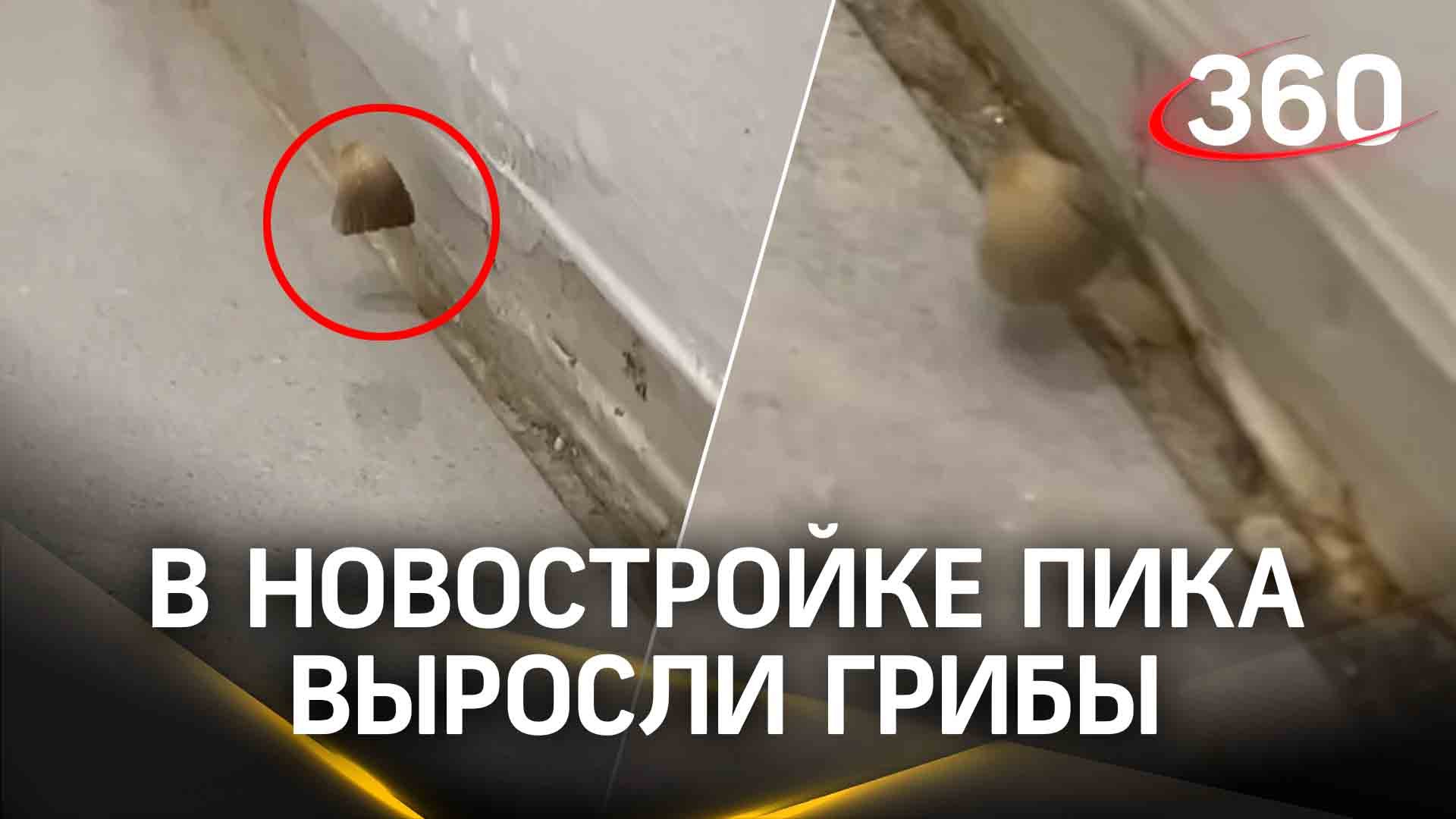 Грибы выросли в новостройке ПИКа в Балашихе