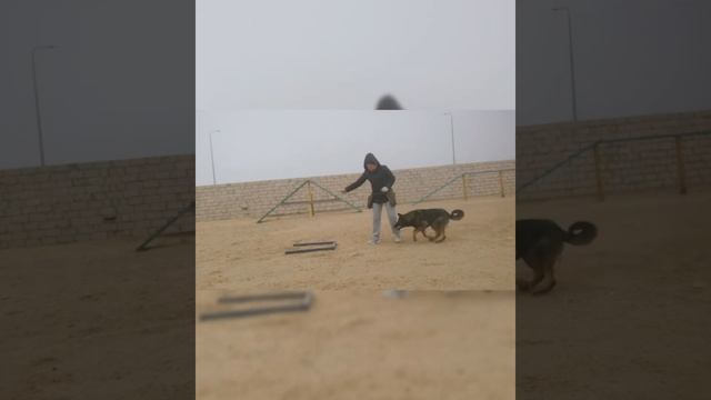 Работа с щенком на кинологической площадке РКК "Аргус" Дрессировка МОТИВАЦИЯ. НЕМЕЦКАЯ ОВЧАРКА. смотреть онлайн