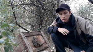 Охота на фазана с ловушками!!! В лесных посадках.