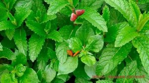 Мята обыкновенная Тачи (mentha) ? обыкновенная мята Тачи обзор: как сажать, саженцы мяты Тачи