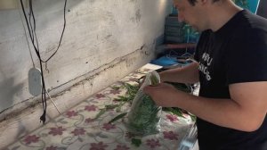 Как заготовить чай на всю зиму. Иван-Чай и Чабрец. Собираем, сушим и ферментируем.