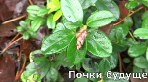 Поздняя осень в лесу. (ДДТ В последнюю осень)