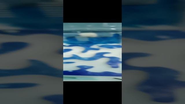 муравьи