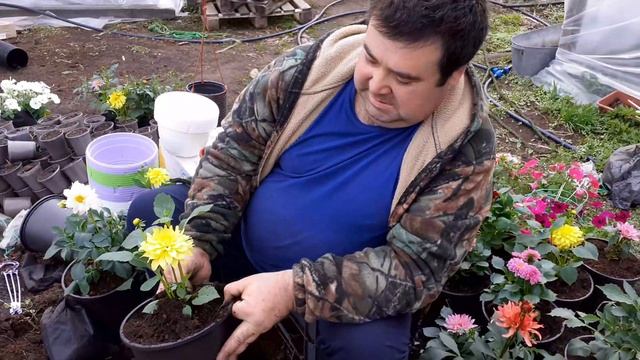 Пересадка георгин в горшки.