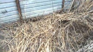 Чистим огород от травы