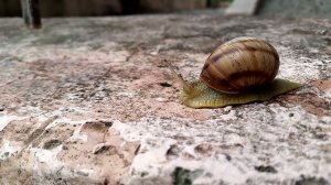 Улитка, сорт, вид, класс неизвестен (апрель 2024).