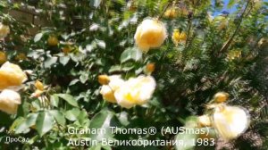 Роза Graham Thomas® (AUSmas) Austin в моём саду.