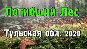 Погибший лес 1870 г. Тульская область (2020)