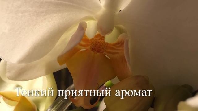 ?Белый Фаленопсис  / Редкий Сорт / White Phalaenopsis