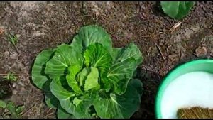 Чем обработать капусту от вредителей.