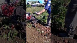 Уборка картофеля мотоблоком